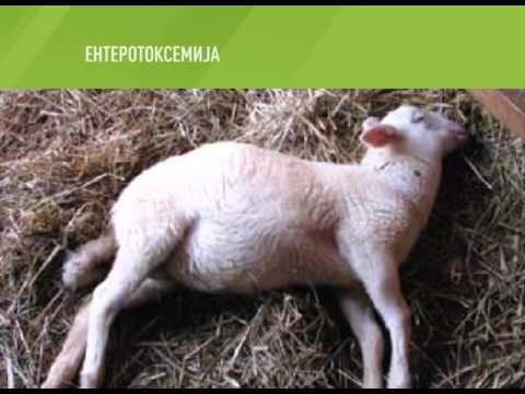 Video: Bolest Blizanaca - Toksemija Trudnoće U Ovaca I Koza - Otrovna Trudnoća