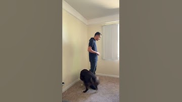 How To Teach Your Dog : SIT #Shorts