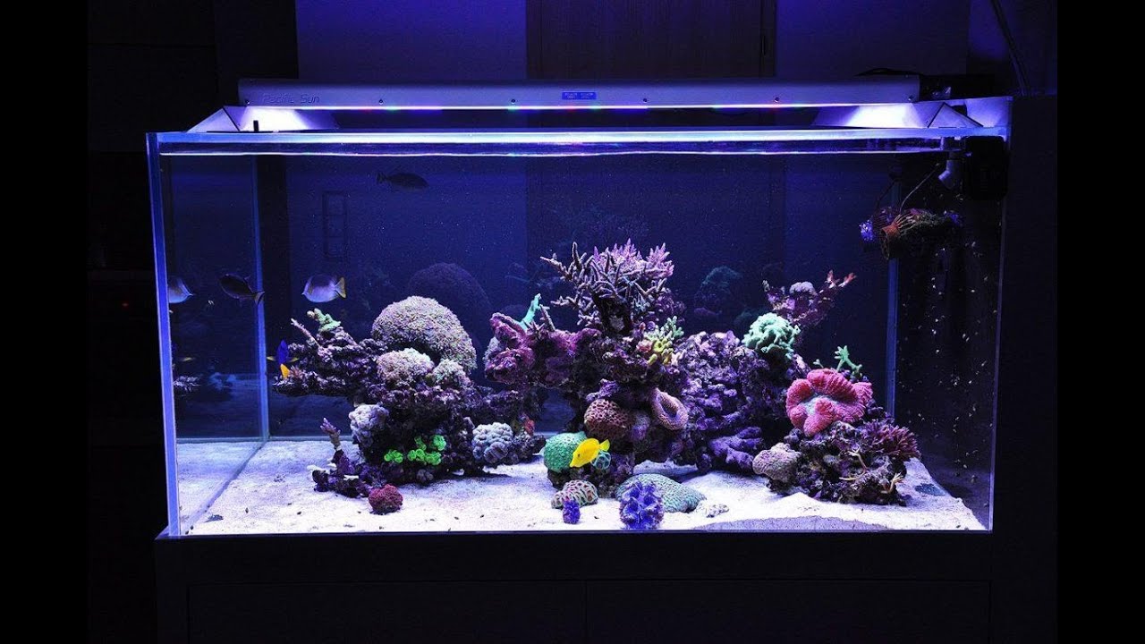 Cвет в рифовых аквариумах