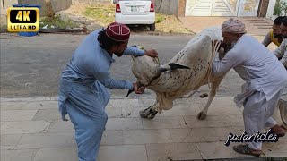 White Cow Qurbani On Eid 2025