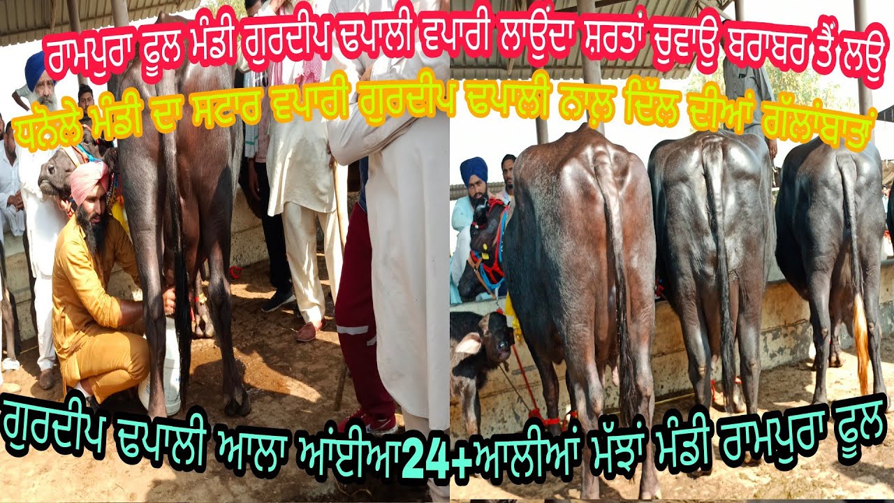 ਰਾਮਪੁਰਾ ਫੂਲ ਮੰਡੀ ਪਹੁੰਚੀਆਂ ਧਨੋਲੇ ਦਾ ਸਟਾਰ ਵਪਾਰੀ ਗੁਰਦੀਪ ਢਪਾਲੀ  ਕੋਈ ਚੁਵਾਵੇ 24ਕਿਲੋ ਦੁੱਧ ਲਾਉਂਦਾ ਛਰਤਾ NGF