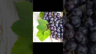 “Grapes Juice 🍇” ||You Won’t Believe This Juice Taste 😲🍇|| #shorts #food #juice