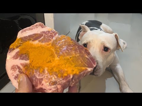 🐄🐶nomy The Pit Bull eats🔶🦌🦆🐓🐖🥚🥛RAW Venison combo[ASMR][咀嚼音] DOG REACTION | SEPT/01/2022 EP.