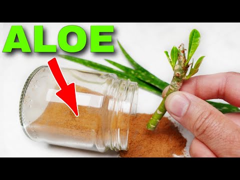 Video: Problemi s opadajućim lišćem aloe - što učiniti kada vam aloe klone
