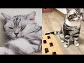 CUTE AMERICAN SHORTHAIR CAT MOMENTS の動画、YouTube動画。