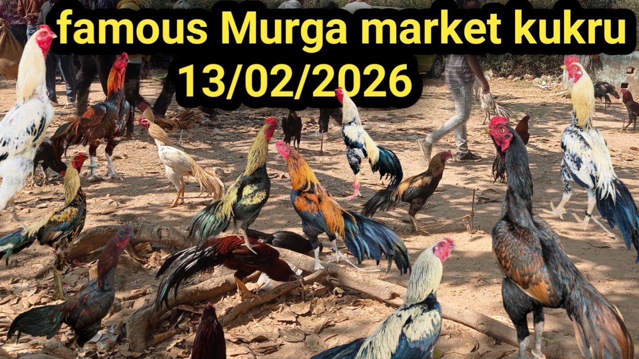 Famous Murga market kukru 🐓 aseel murga market 🐓 top quality aseel market kukru || 