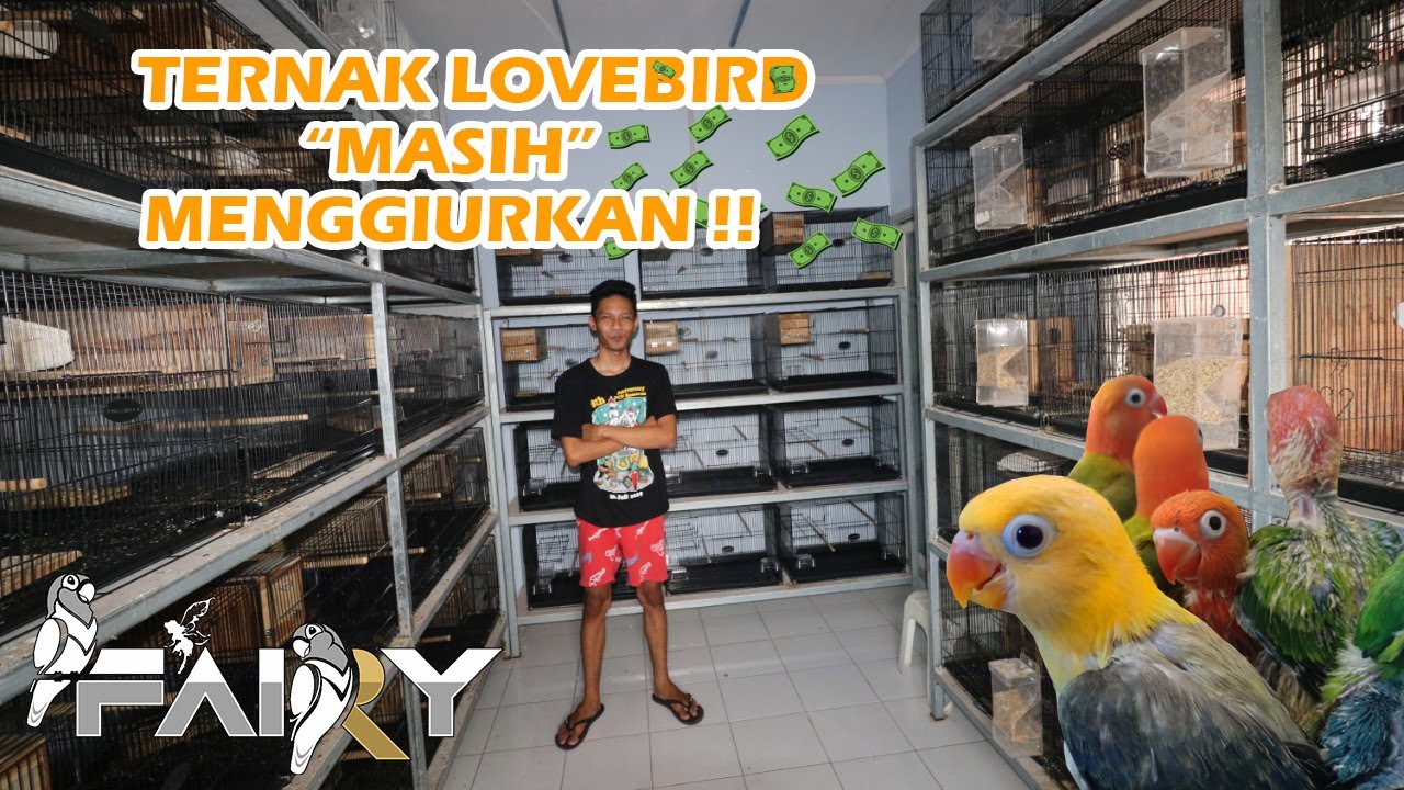 TERNAK LOVEBIRD 50JUTA/BULAN SIAPA YANG GAK MAU? 