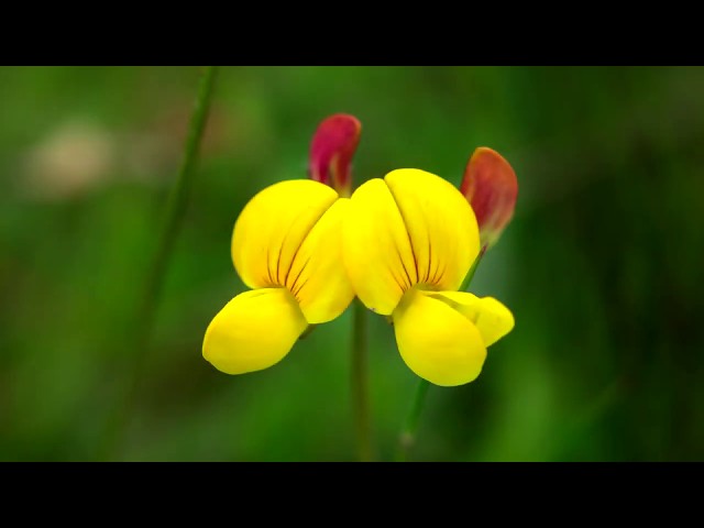 DƯỠNG LINH - Giá Trị Thật Của Bạn