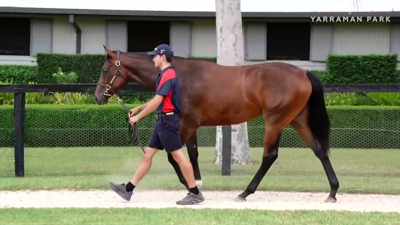 So You Think x Snow Valley filly from Inglis Premier sale