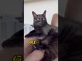 椅子に座れ慣れてるw #cat #かわいい #保護猫