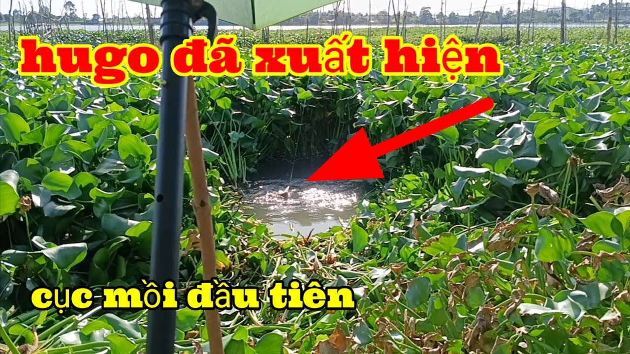 Cá sông chịu ăn thì lụm hàng