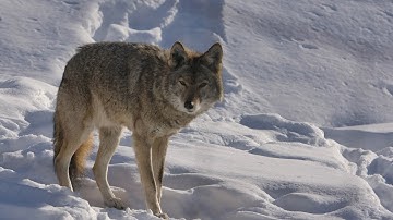Coywolf: Investigating the eastern coyote hunting controversy in Vermont