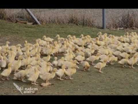 Video: Najbolje Raditi U Moorei, Na Tahitiju, U Francuskoj Polineziji