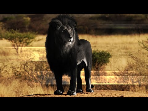 Video: Animal hybrids: a list with photos and descriptions, interesting facts