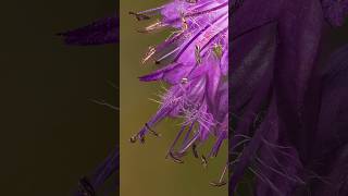Summer of the Virginia Waterleaf - Macro Photography