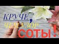 💯КРУЧЕ ЧЕМ УЗОР СОТЫ 🔥😍ОЧЕНЬ КРАСИВЫЙ И ПРОСТОЙ УЗОР СПИЦАМИ🤗😉#вязание#вязаниесверой#рукоделия