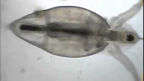 Daphnia Video