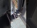 家に入りたくても入れないチワワ犬#shorts
