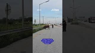 Απείθαρχη αγελάδα έκοβε αμέριμνη βόλτες στην εθνική οδό  στο ύψος της Σίνδου στη #Θεσσαλονίκη...