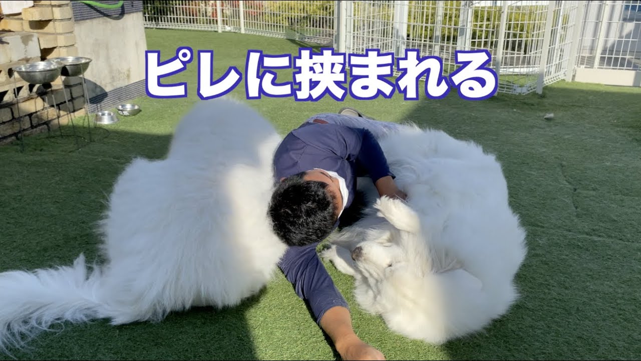 グレートピレニーズに挟まれる癒しの時間　