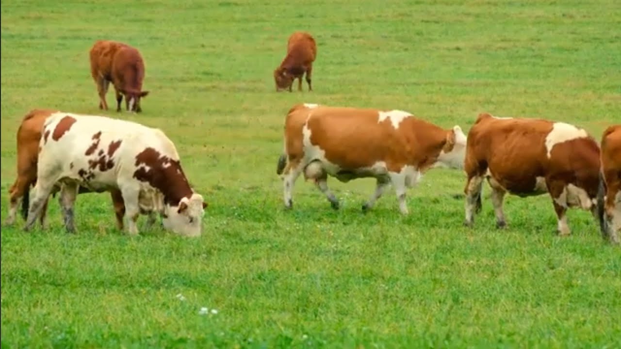 ERZURUM ŞENKAYA BARDIZ KÖYÜ KÖY İÇİ GÖRÜNTÜLERİ