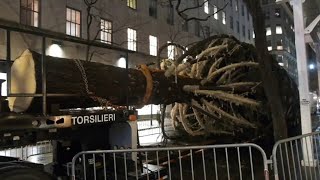 Rockefeller Christmas Tree arrives in Midtown
