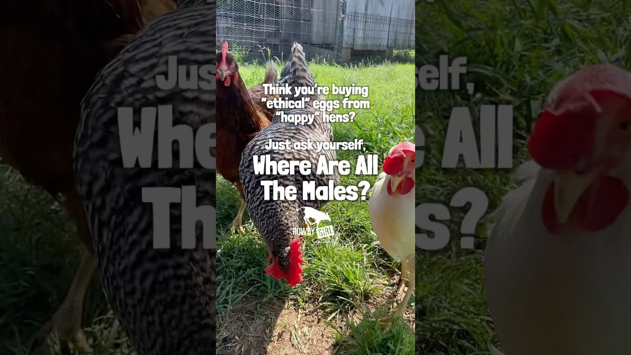 There’s NO Such Thing as “Happy” Eggs