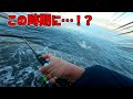 【みんな知ってた？】秋ヒラメを求めてサーフへ行ったらあの魚がたくさん釣れた！！【北海道　サーフ　ルアー】