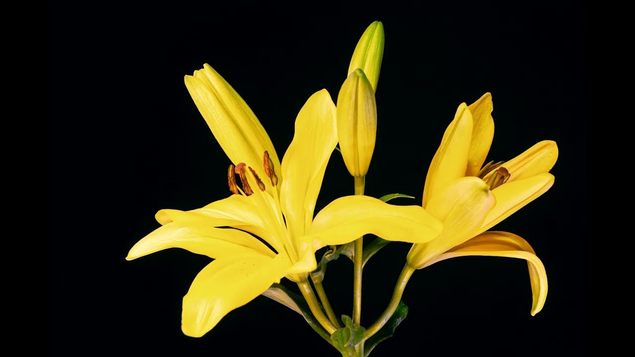 Timelapse Movie of Orange Lily Flowers Blooming