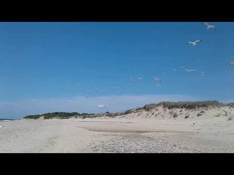 A Flock of