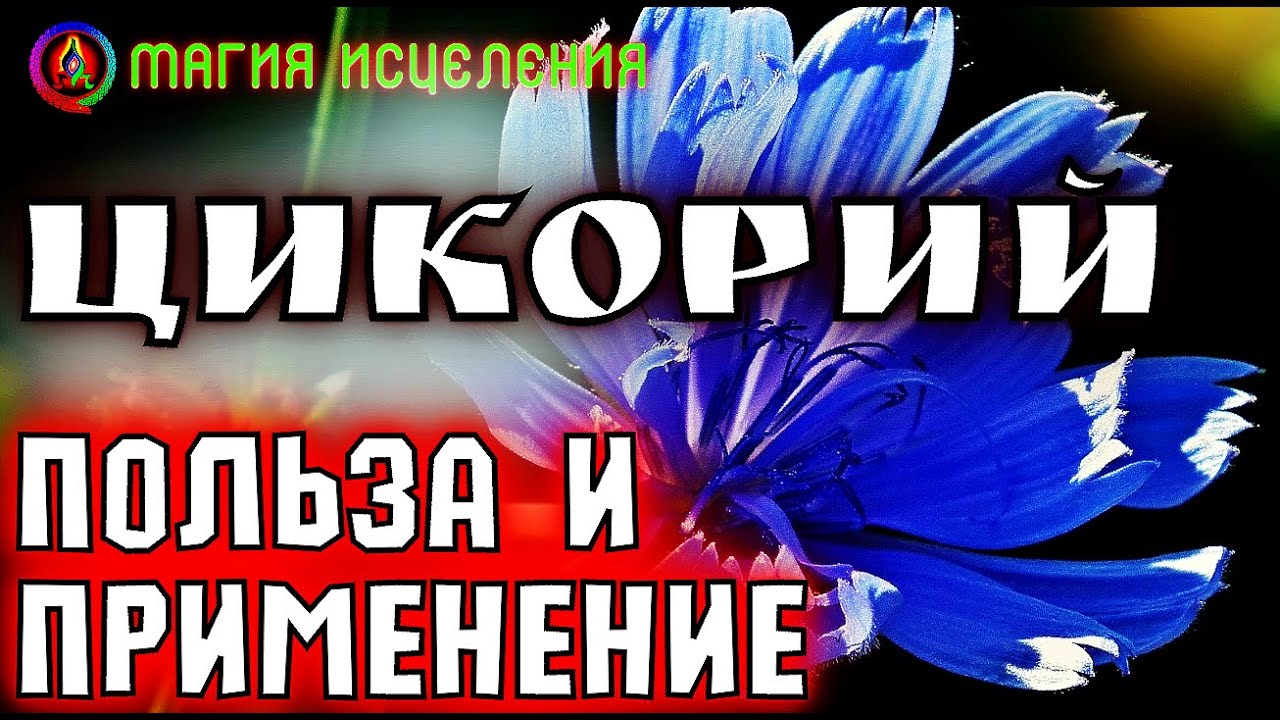Цикорий трава, польза и применение | Как выглядит Цикорий - YouTube