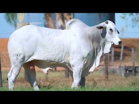 LOTE 88 - B 518