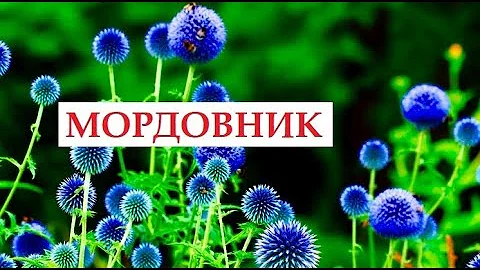 ГОЛУБАЯ КОЛЮЧКА. МОРДОВНИК.Израиль.АФУЛА.