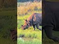 Rhino🦏🦏🦏 #rhino  #wildlife #wildlifeshorts no