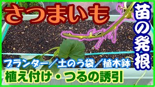 #32 [家庭菜園]さつまいも作り(5月)苗をしっかり発根させて植え付ける＋つるの誘引方法【プランター／土のう袋／植木鉢栽培】【リキダス】