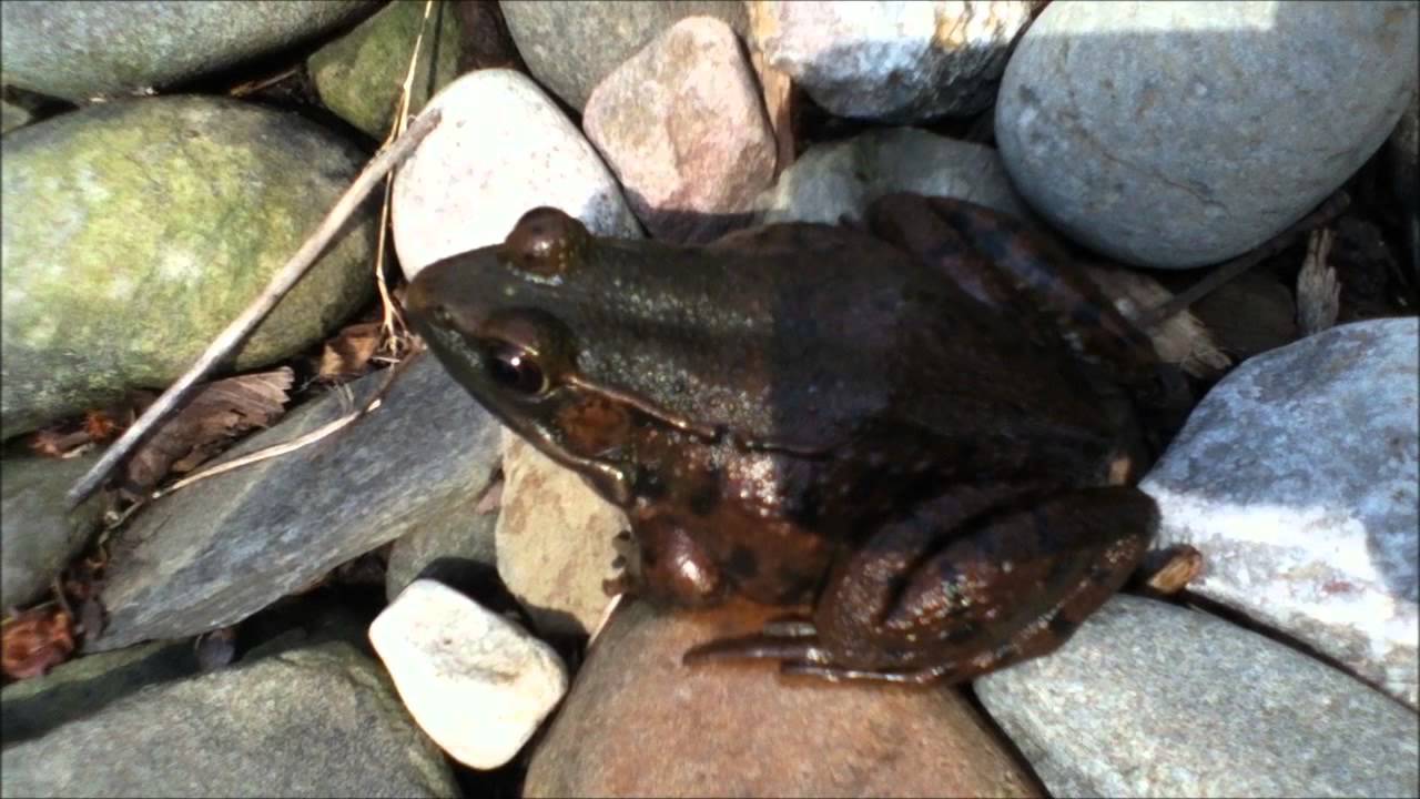 Frogs sitting in the sun by backyard goldfish koi pond in the spring