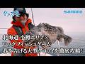 【釣り百景】#638 北海道 小樽エリア×ロックフィッシュゲーム 春を告げる大型クロソイを徹底攻略！