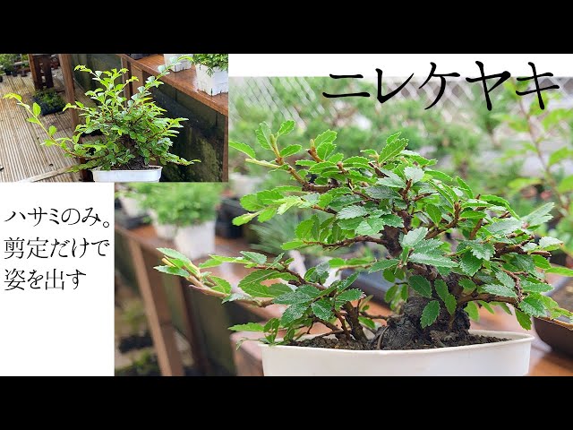 楡欅】ニレケヤキの徒長枝を切り戻す - YouTube