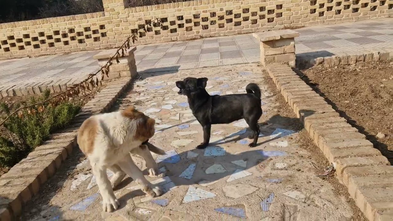 My war buddy  .part 2 | animals | dog |