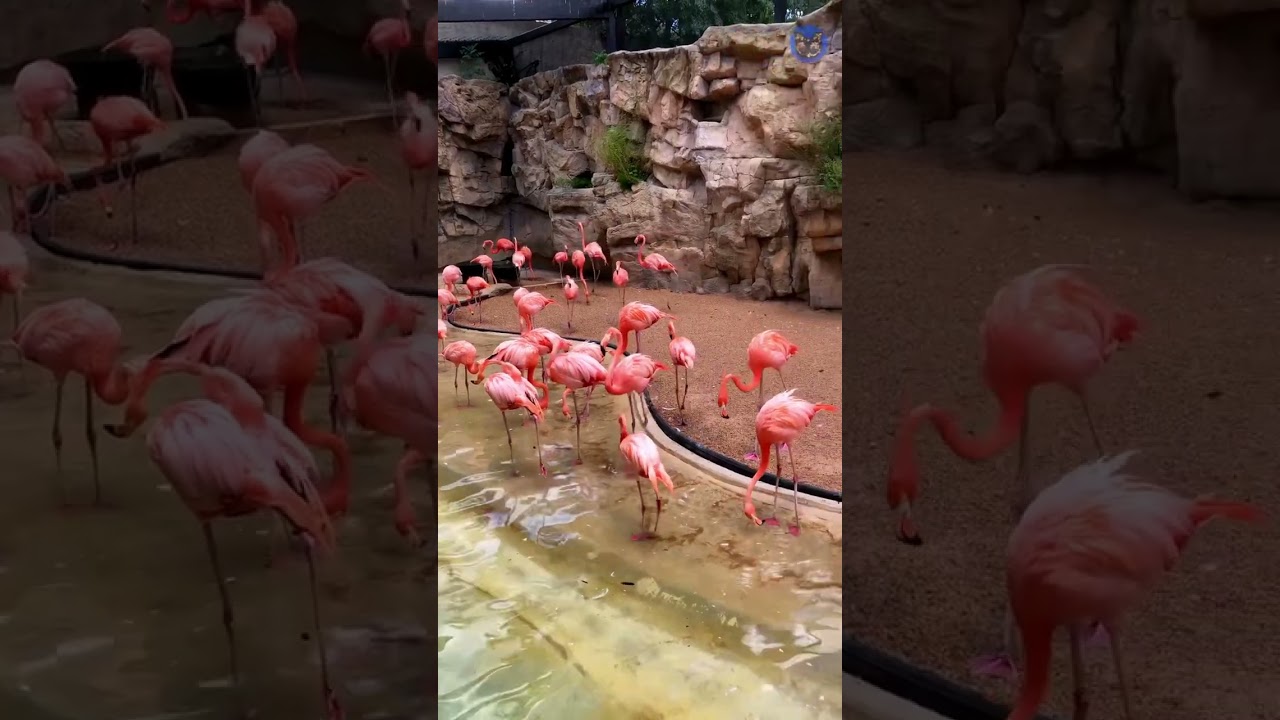 🦩美国德州圣安东尼奥动物园里的火烈鸟们 The Flamingos in San Antonio Zoo EP164 YouTube