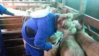 drenching a sheep