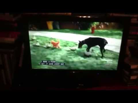 Garfield The Movie I Feel So Good Song Version And Dancing With The Song Youtube