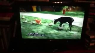 Download Lagu Garfield: The Movie I Feel So Good Song Version And Dancing With The Song MP3