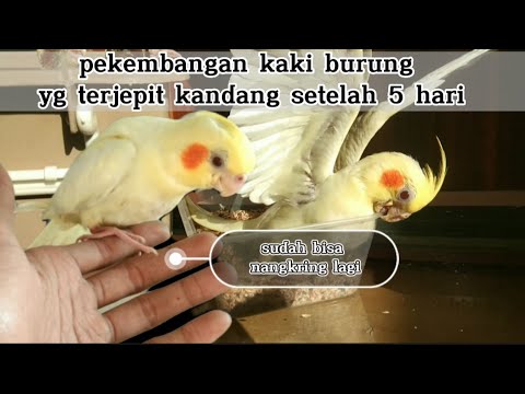 kaki burung falk yang terjepit kandang, update setelah 5 hari