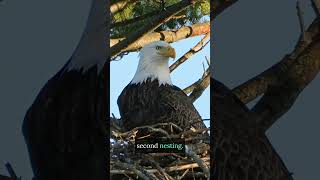 California's Most Famous Bird Couple  #2026 #eagles #bigbearvalley #california #baldeagles #birds