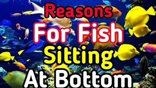 Why Aquarium Fish Sits At Bottom Of The Tank?
