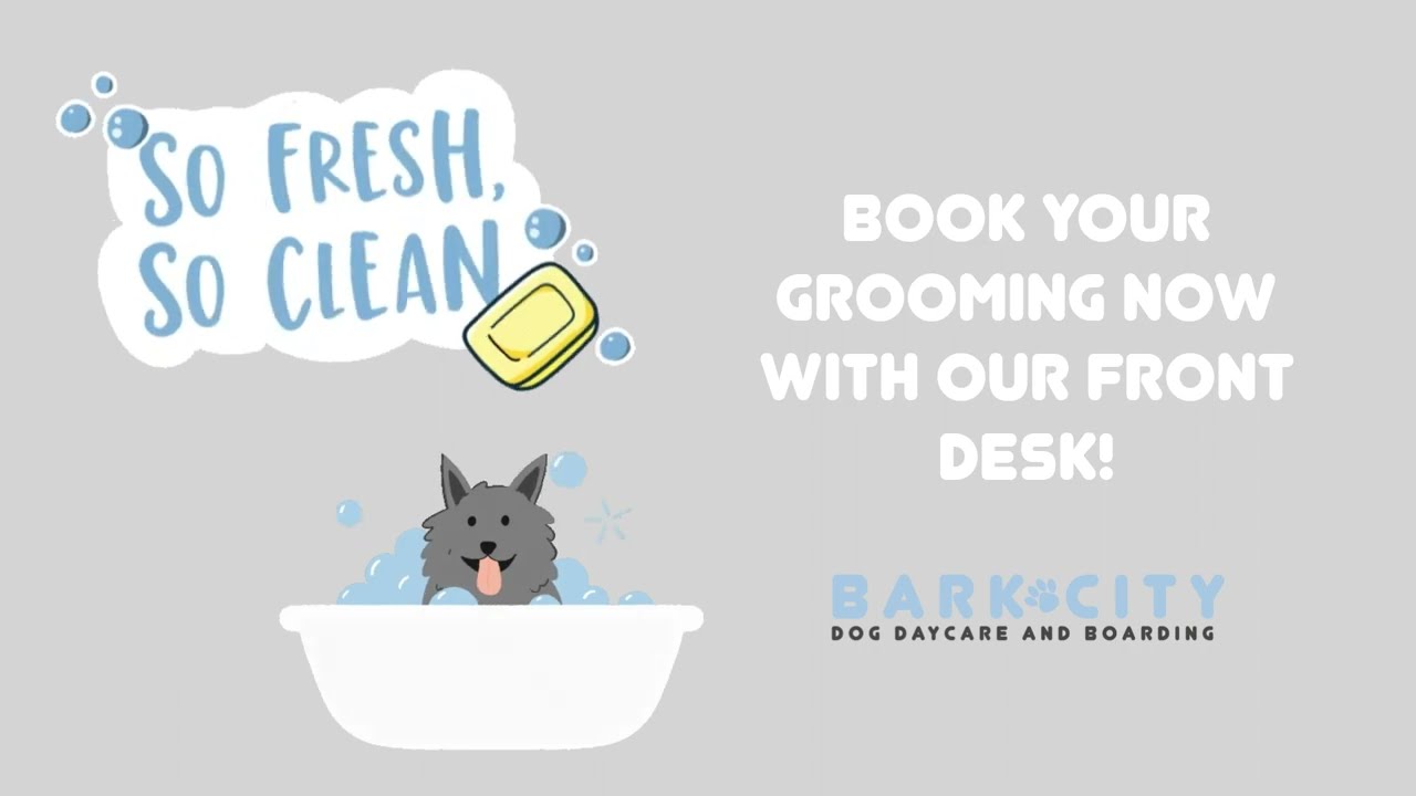 Bark City Fun - Grooming BTS!