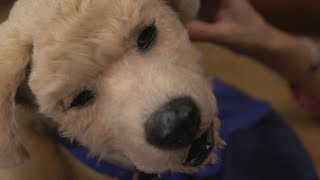 The Robot Dog That Helps With Dementia  BBC Click