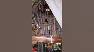 Shama singing