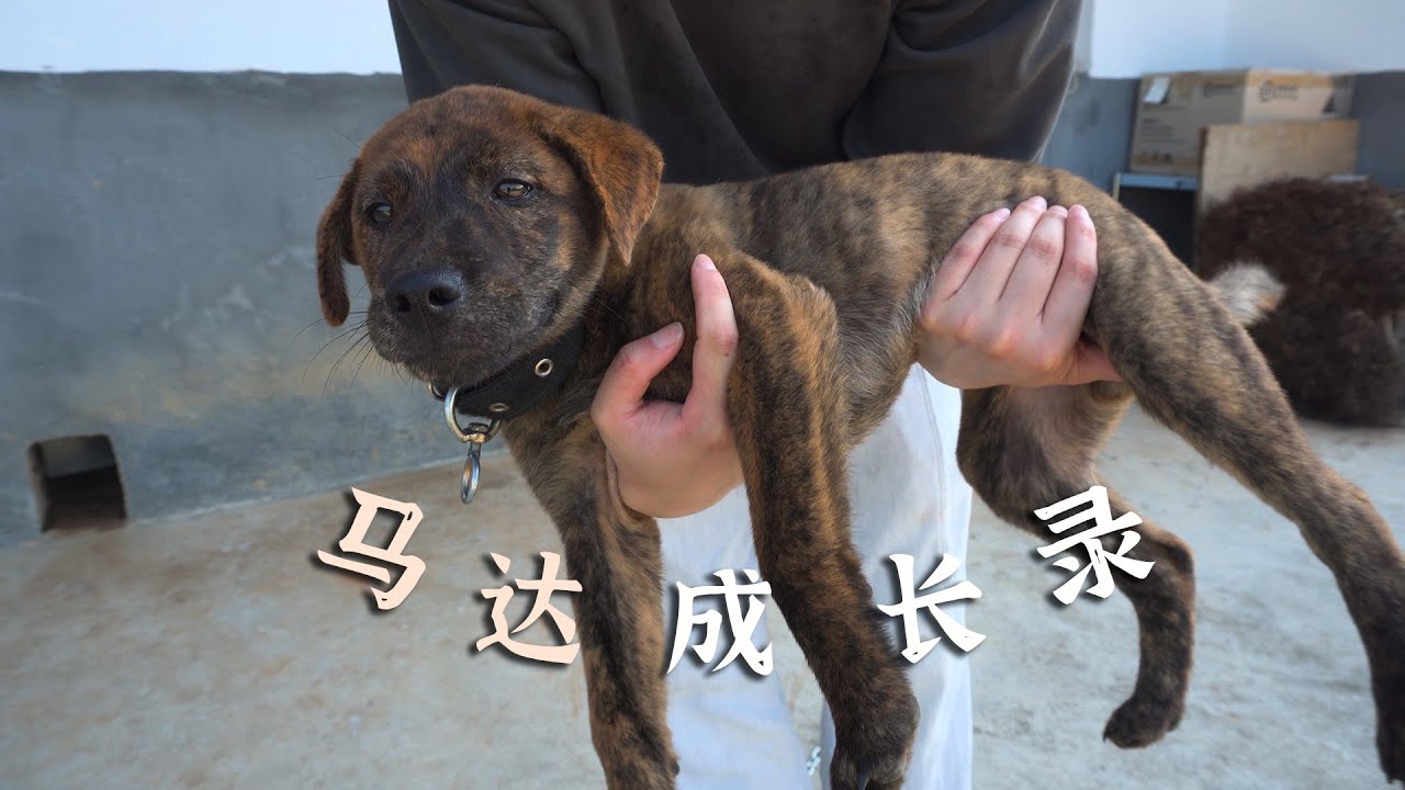 肩负使命的狗子长大了，花9个月记录了它的成长